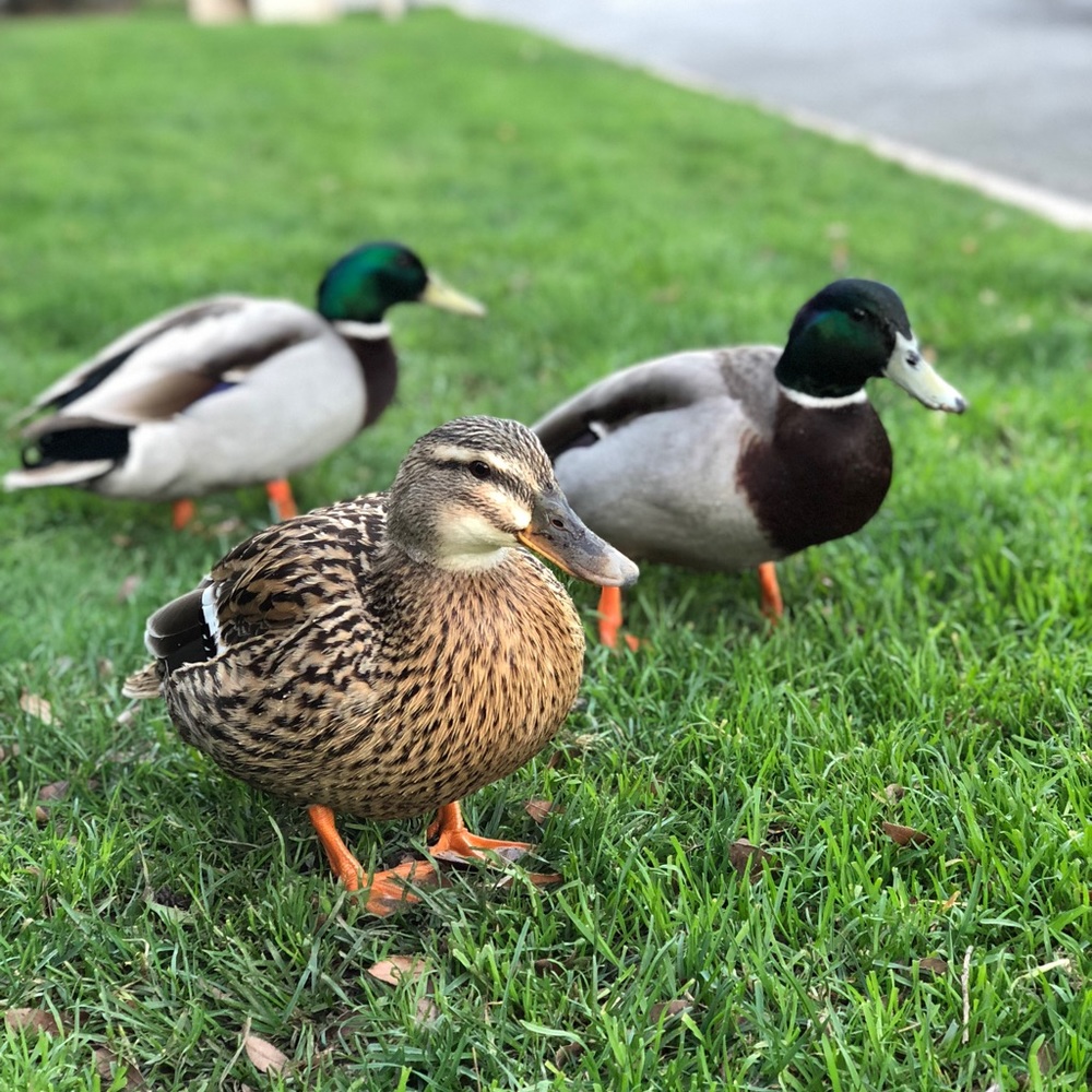 Meet your Posher, Joy